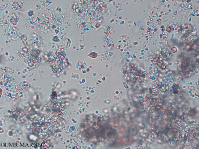 phyto/Pertuis Charentais/Tasdon_st2/PAMPAS 2019-2021/Plagioselmis nannoplanctica (old Plagioselmis prolonga -TASDON_St2_140319-015).tif(copy)_thumb.jpg